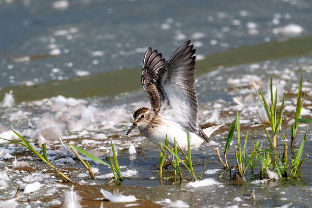 Least Sandpiper - ML622744083