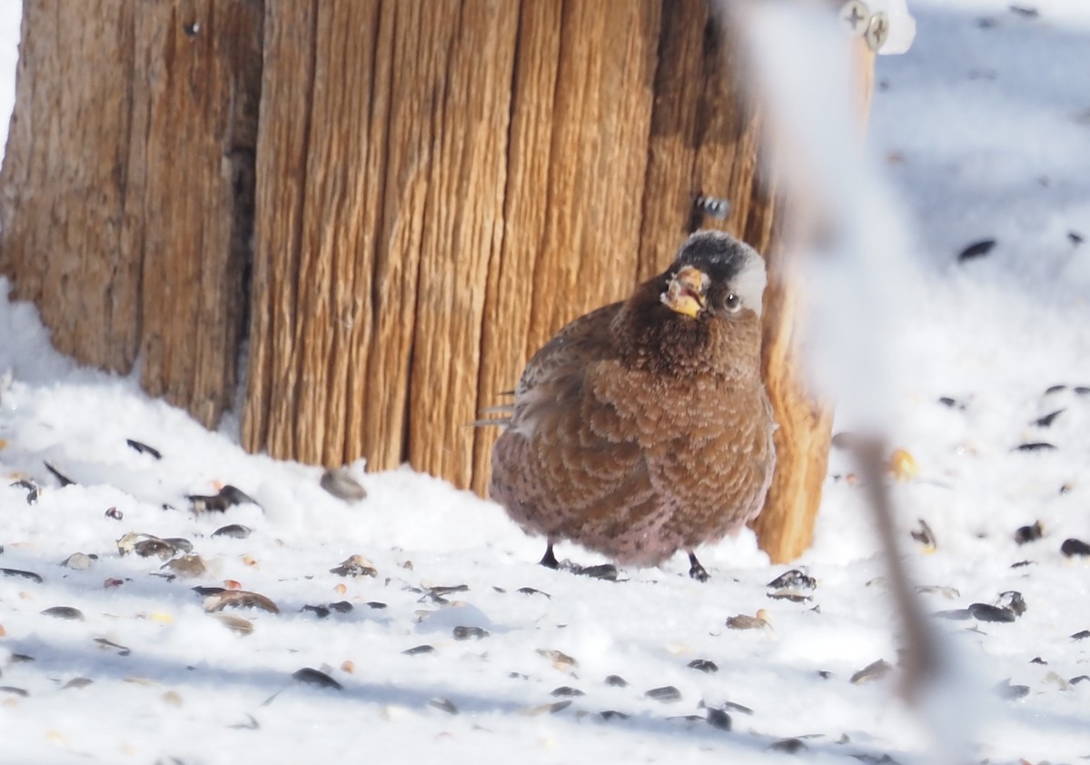 Gray-crowned Rosy-Finch (Gray-crowned) - ML622744119