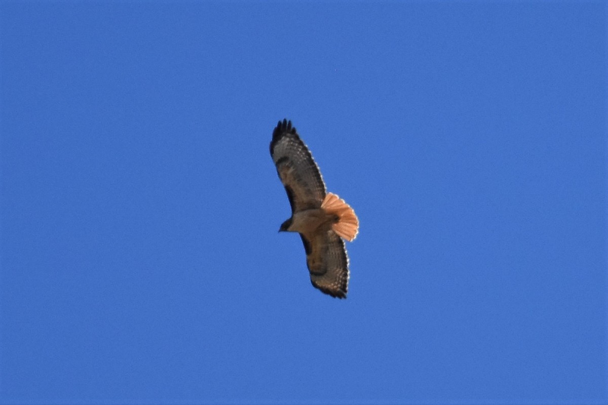 Red-tailed Hawk - ML622744126