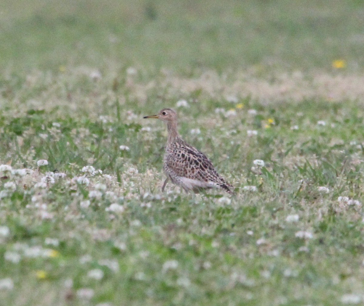 Upland Sandpiper - ML622744142