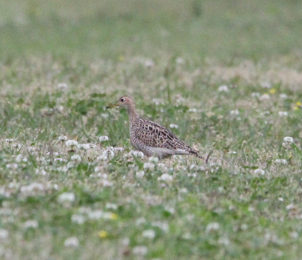 Upland Sandpiper - ML622744144