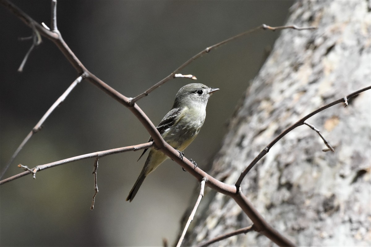Western Wood-Pewee - ML622744145