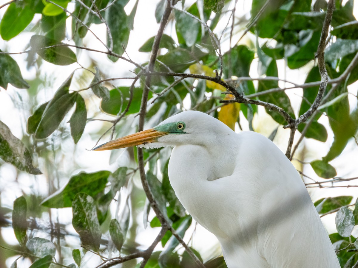 Great Egret (American) - ML622744150