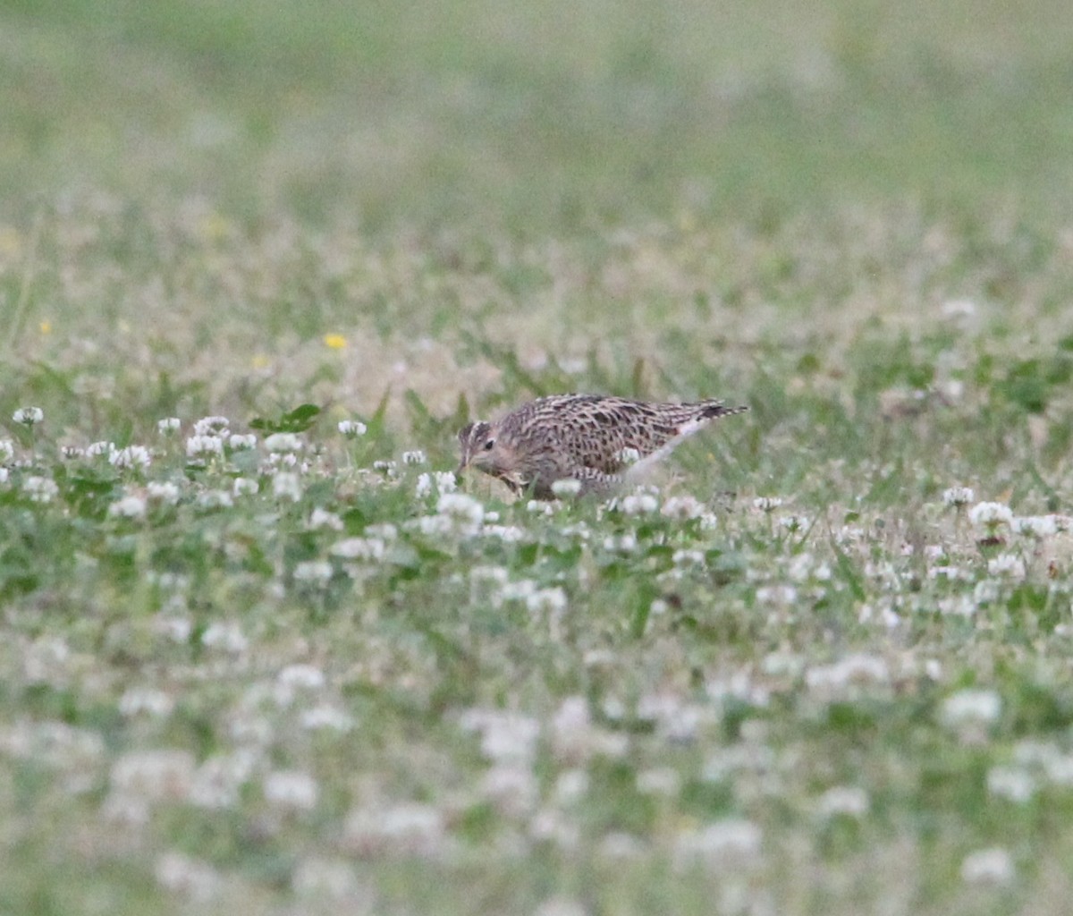 Upland Sandpiper - ML622744151