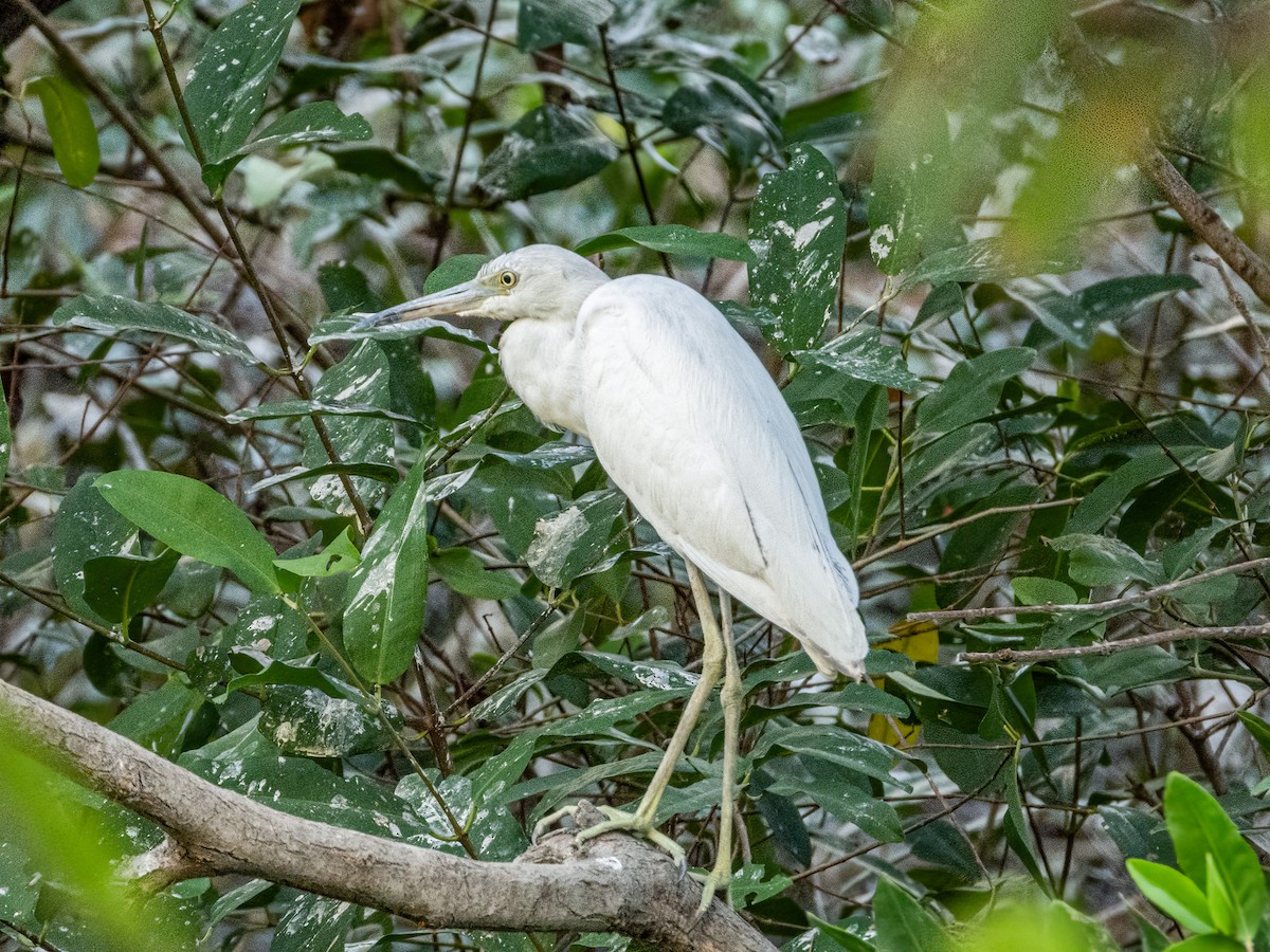 Little Blue Heron - Jason Alexander