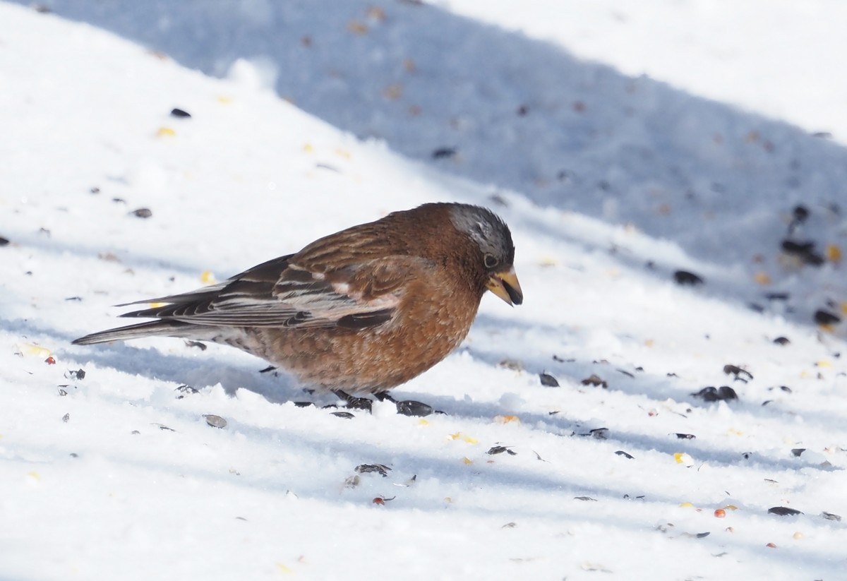 Gray-crowned Rosy-Finch (Gray-crowned) - ML622744197