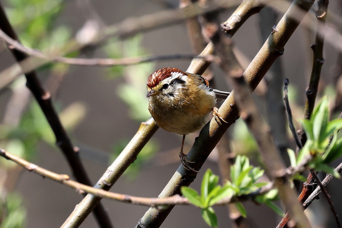 Rufous-winged Fulvetta - ML622744215