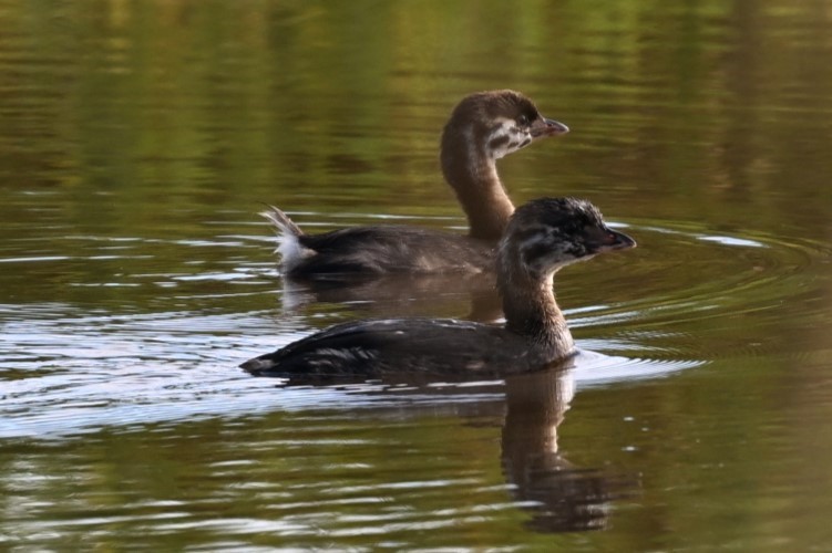 Pied-billed Grebe - ML622744231