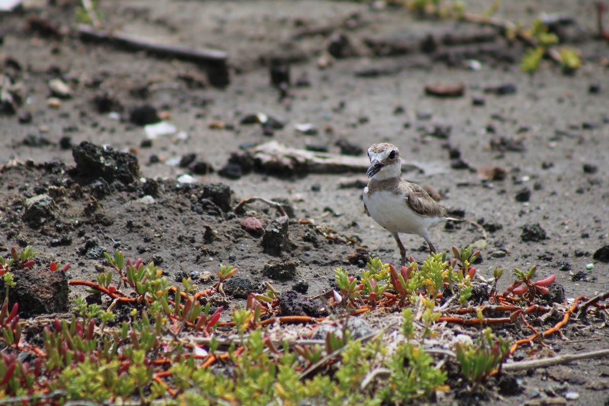 Wilson's Plover - ML622744234