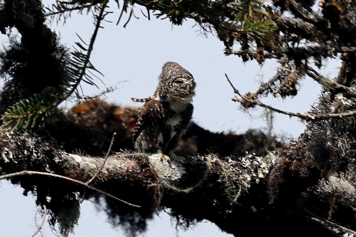 Collared Owlet - ML622744244