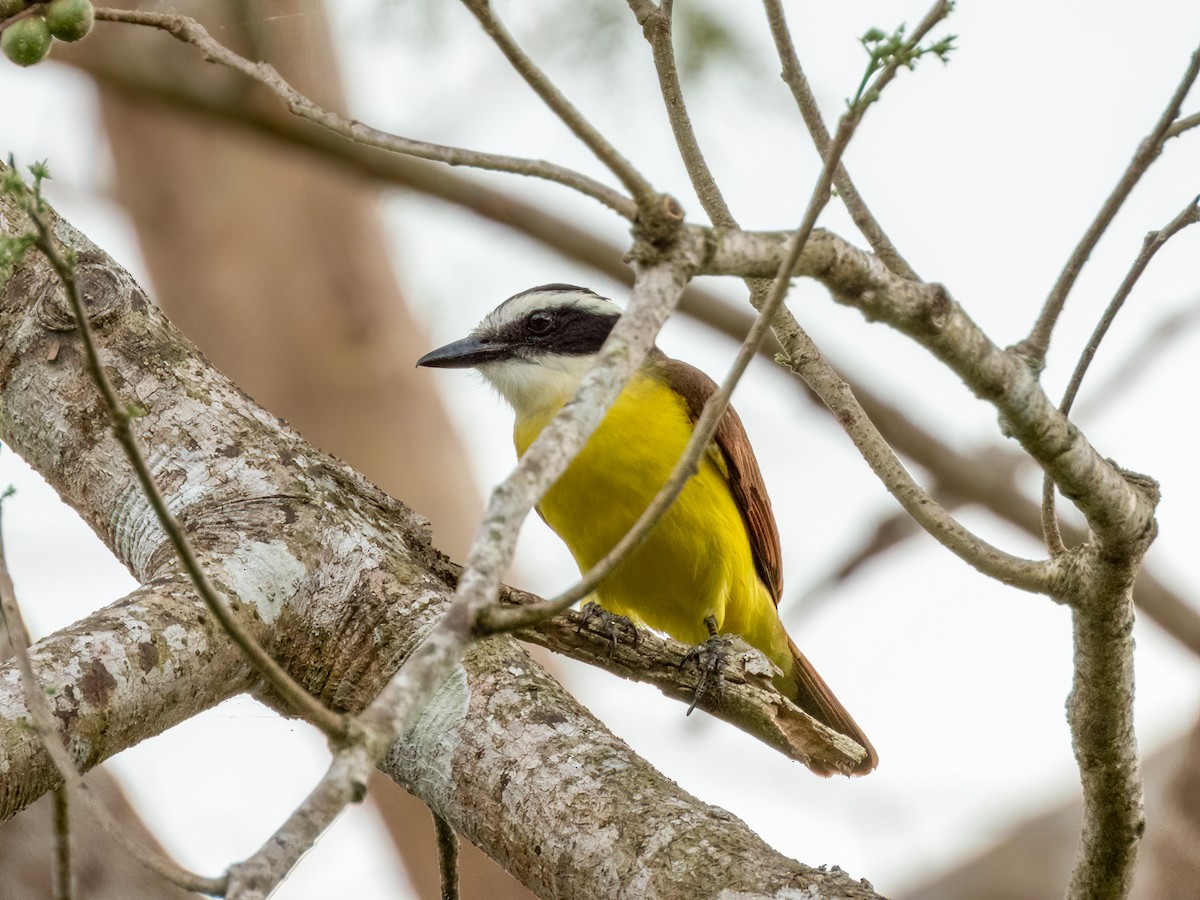 Great Kiskadee - ML622744279