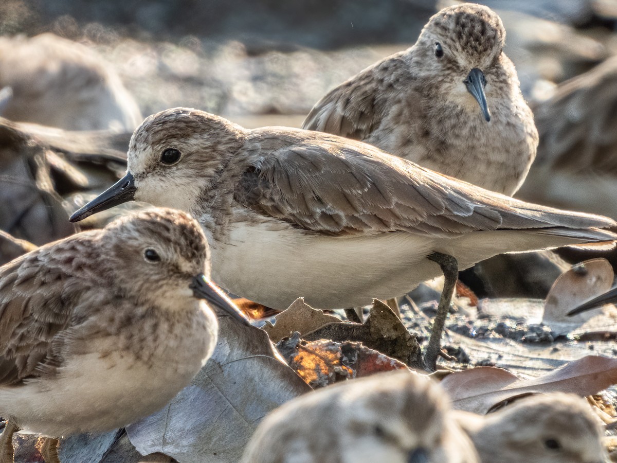 sandsnipe - ML622744308