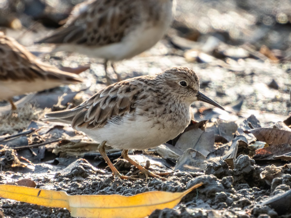 pygmésnipe - ML622744318