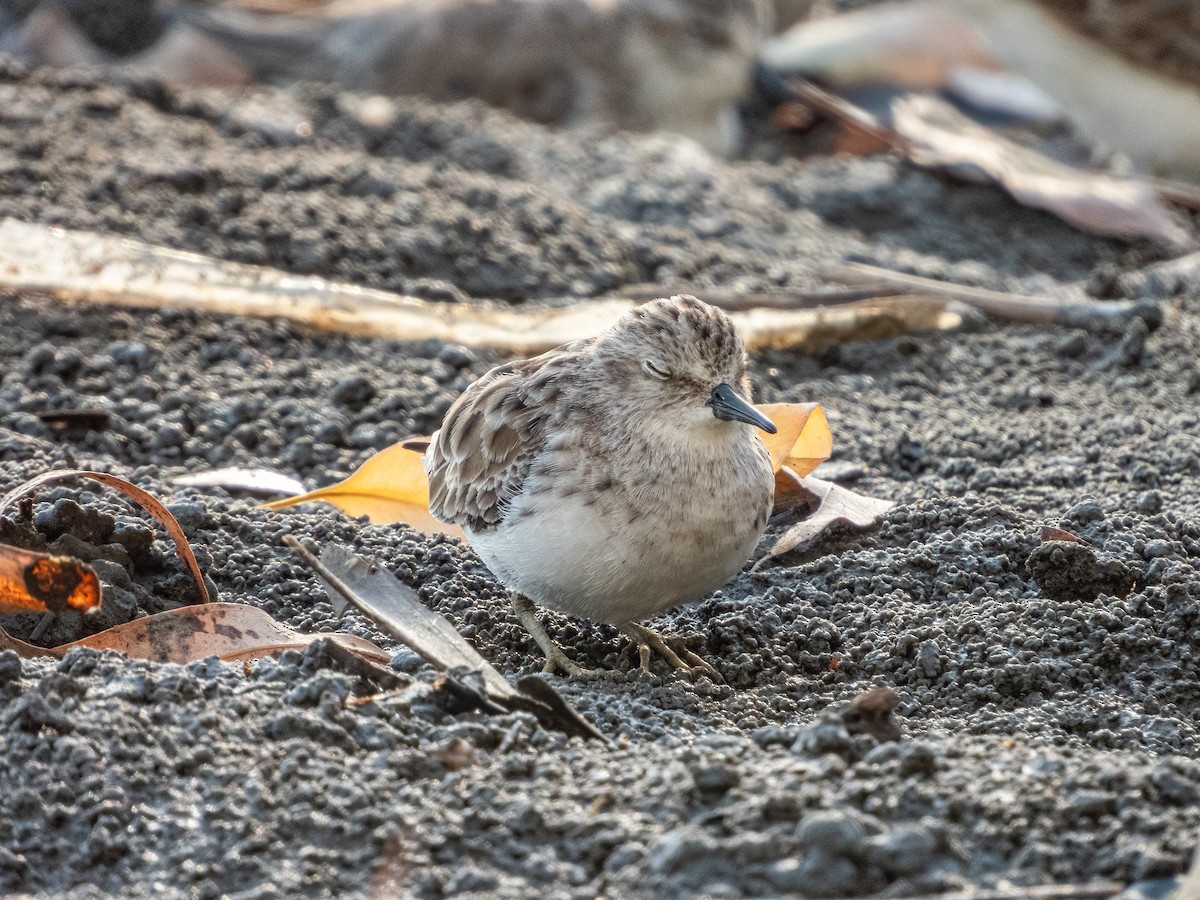 pygmésnipe - ML622744319