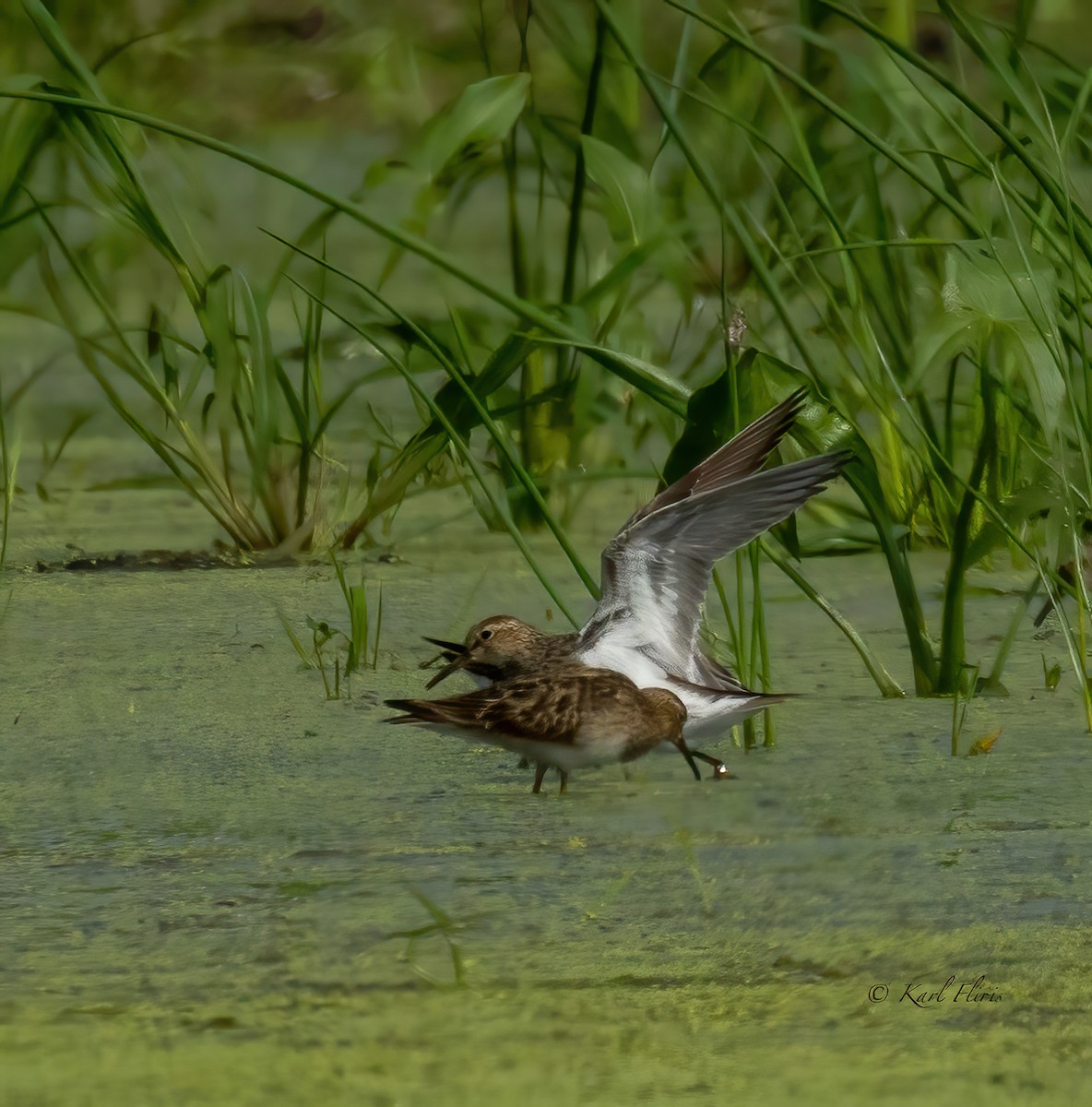 Stilt Sandpiper - ML622744395