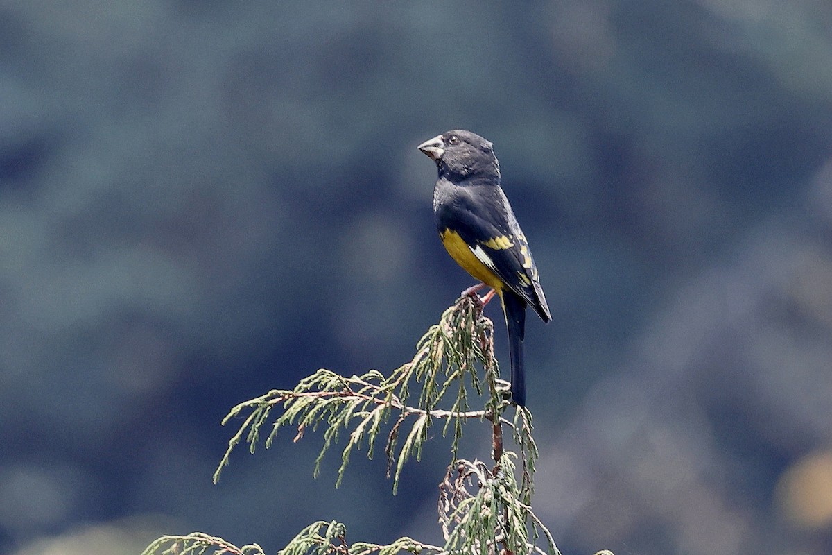 White-winged Grosbeak - ML622744397