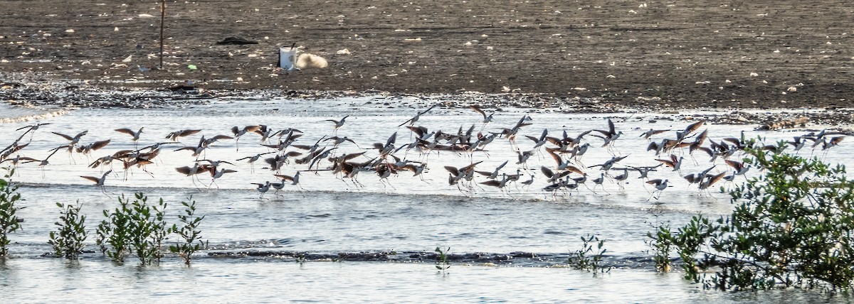 Black-necked Stilt (Black-necked) - ML622744400