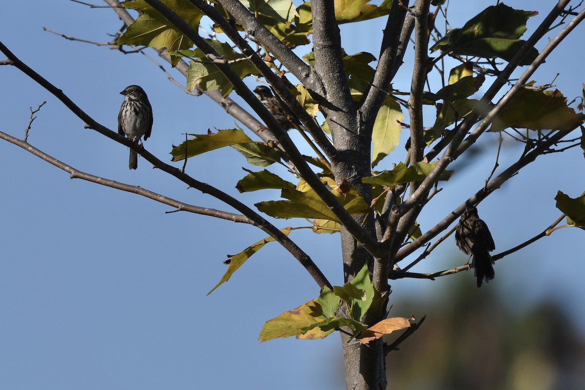 Song Sparrow - ML622744401