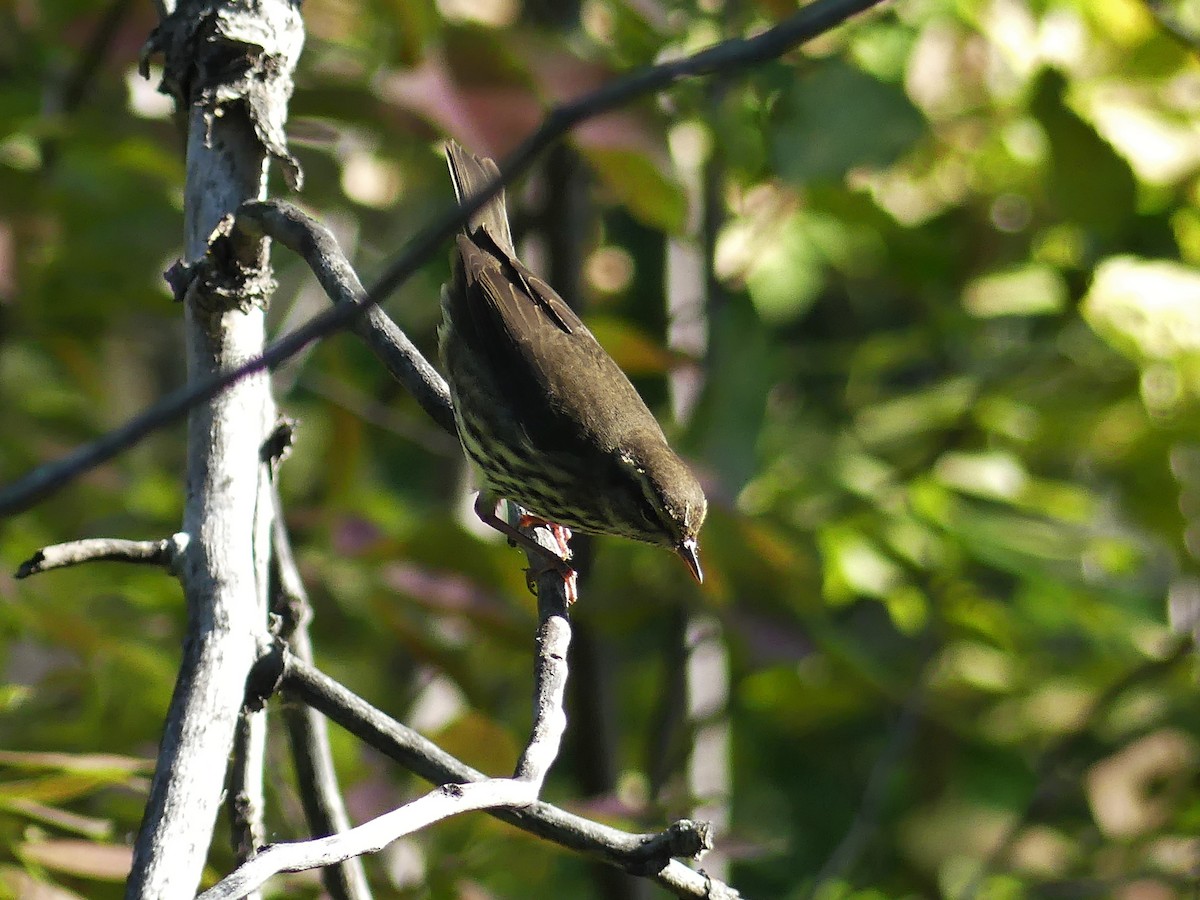 Northern Waterthrush - ML622744405