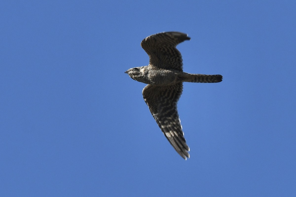 Lesser Nighthawk - ML622744414