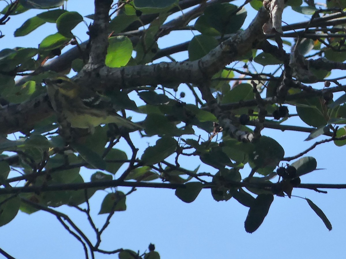 Black-throated Green Warbler - ML622744421