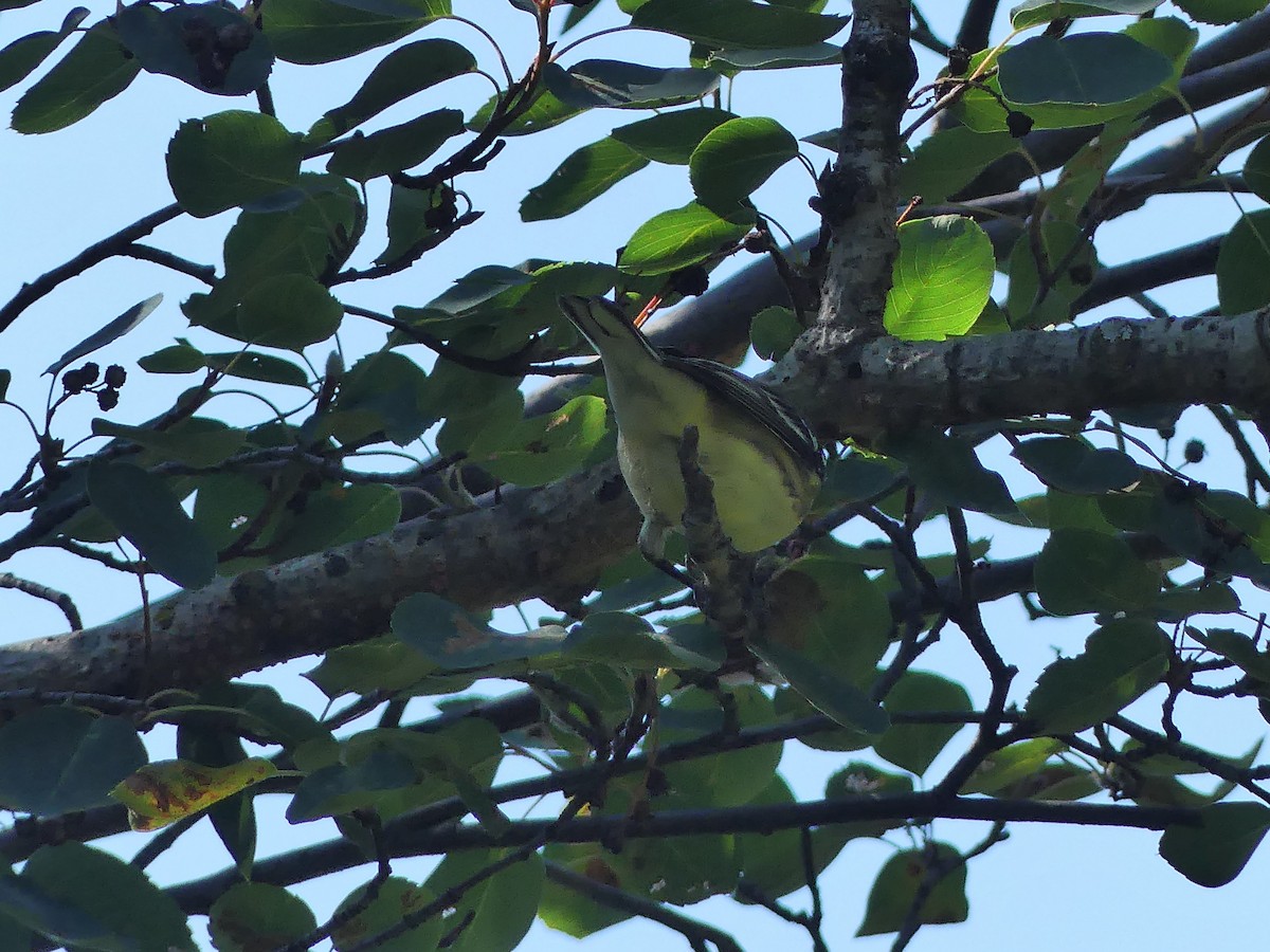 Black-throated Green Warbler - ML622744425