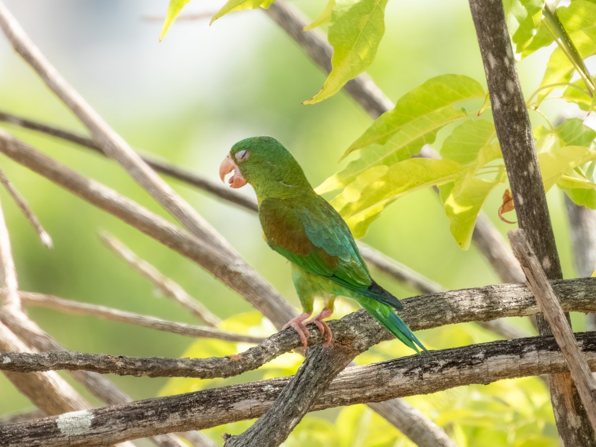 Orange-chinned Parakeet - Jason Alexander