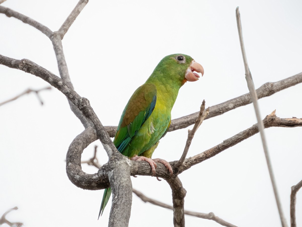 Orange-chinned Parakeet - ML622744427