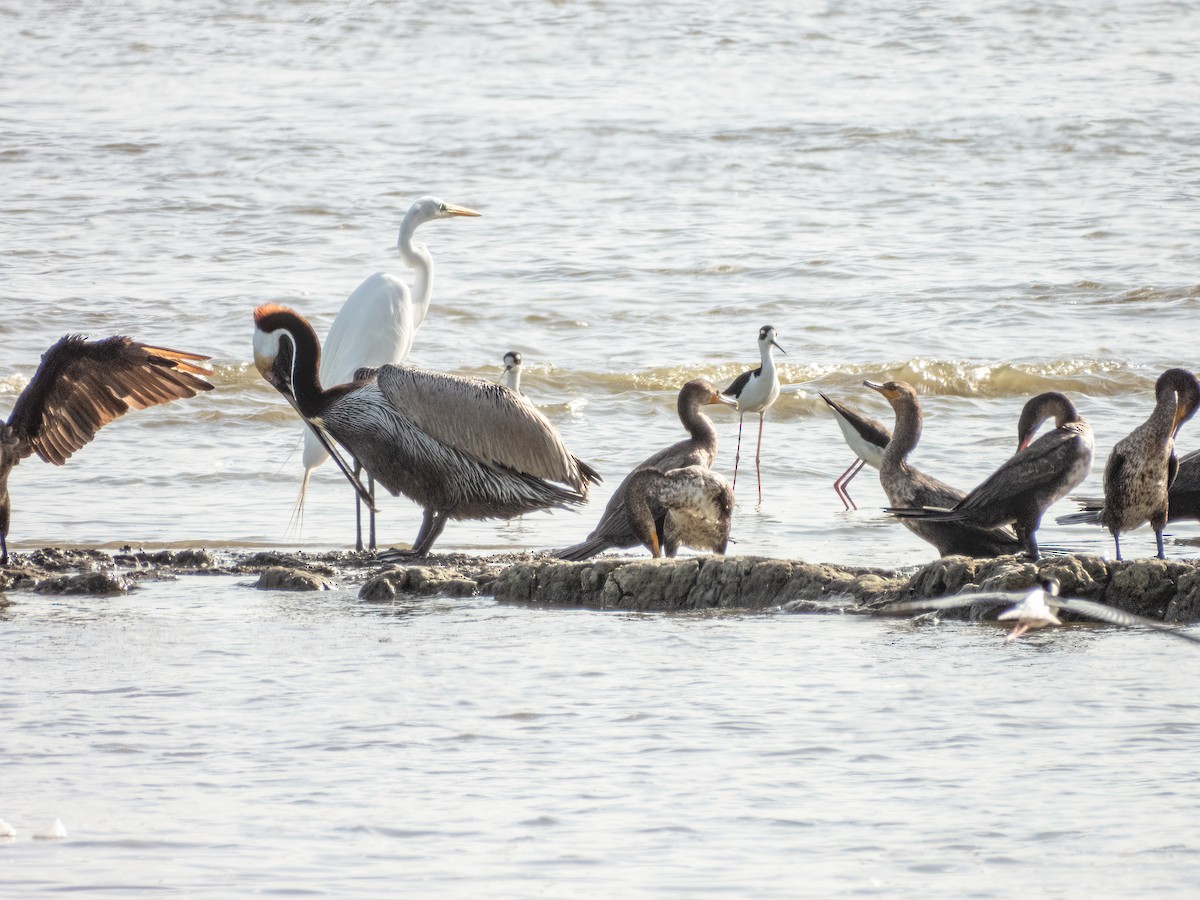 Brown Pelican - ML622744483