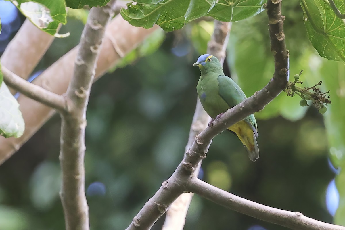 Blue-capped Fruit-Dove - ML622744510