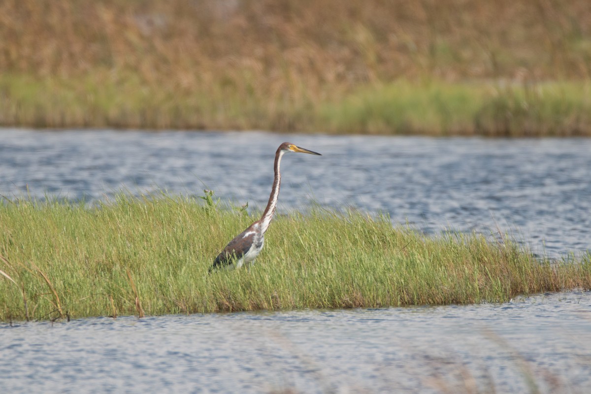 Tricolored Heron - C  Thorn