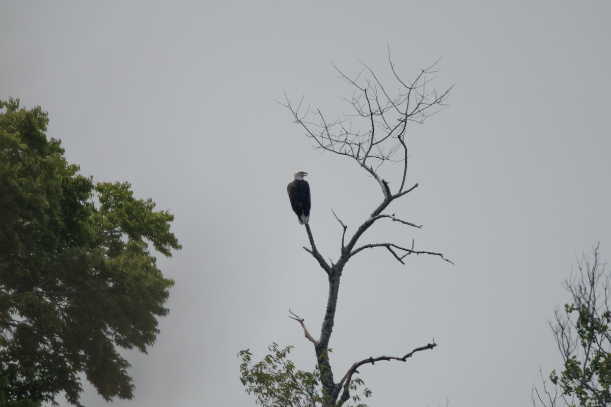 Weißkopf-Seeadler - ML622744530