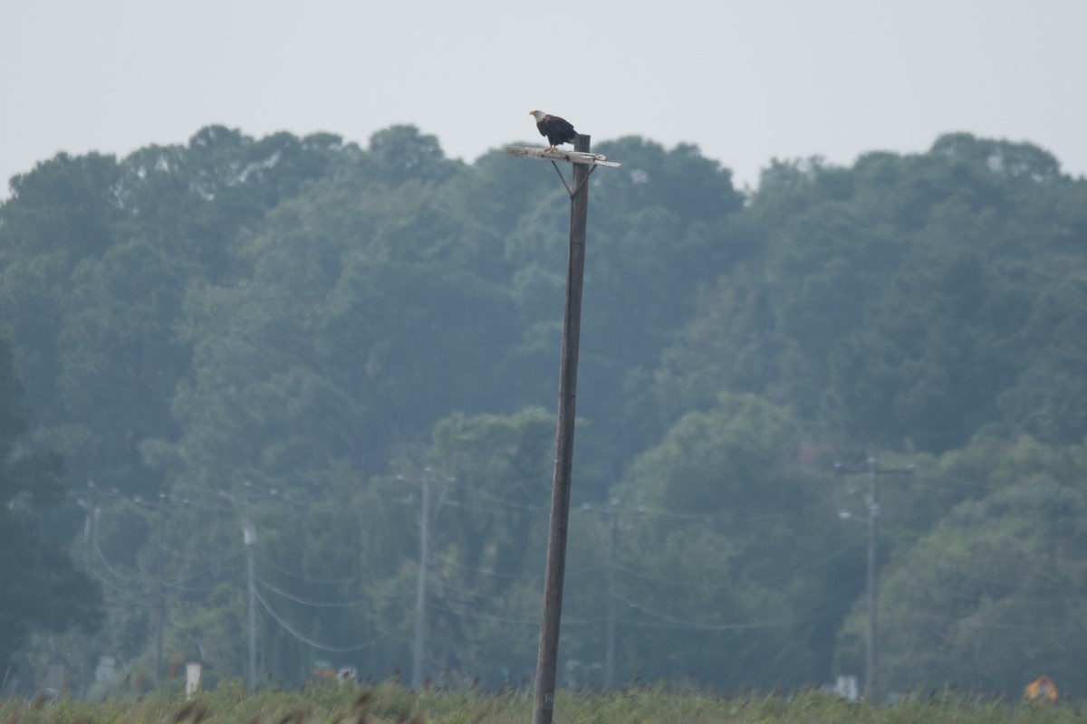 Weißkopf-Seeadler - ML622744531