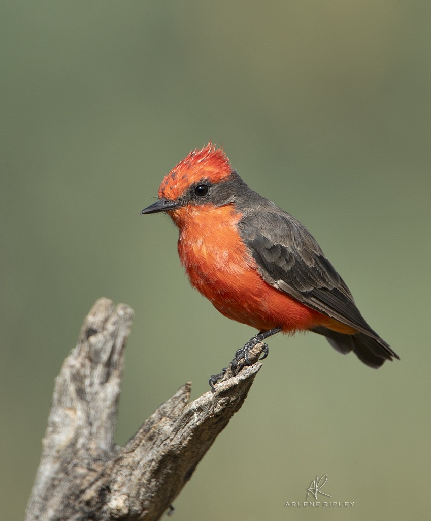 Vermilion Flycatcher - ML622744563