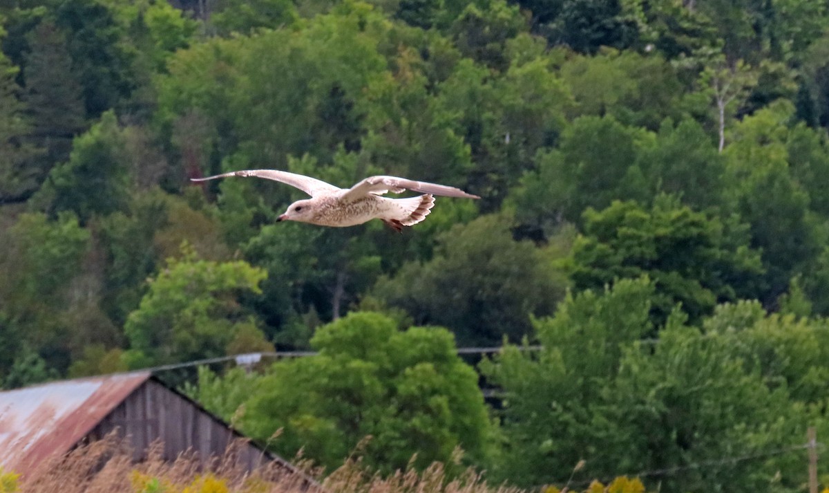 Ring-billed Gull - Nathalie L. COHL 🕊