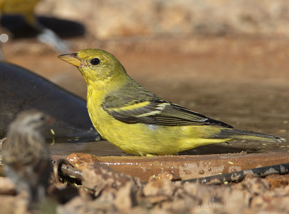 Western Tanager - ML622744566