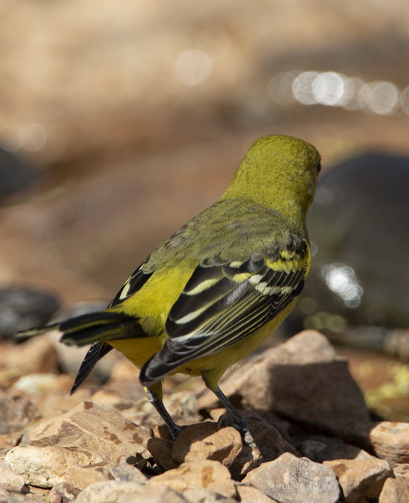 Western Tanager - ML622744569