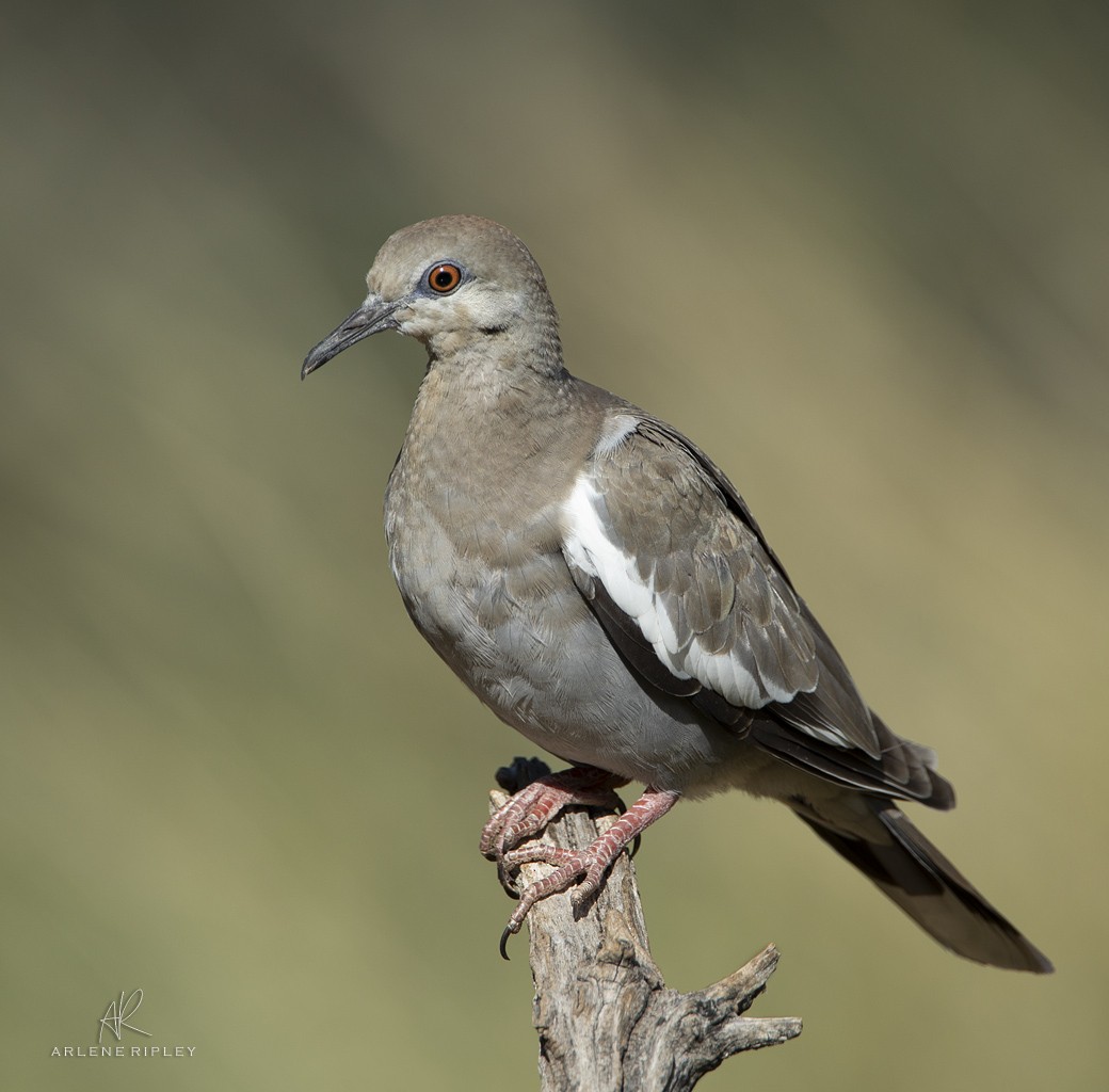 White-winged Dove - ML622744575