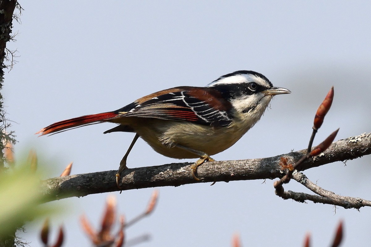 Red-tailed Minla - ML622744578