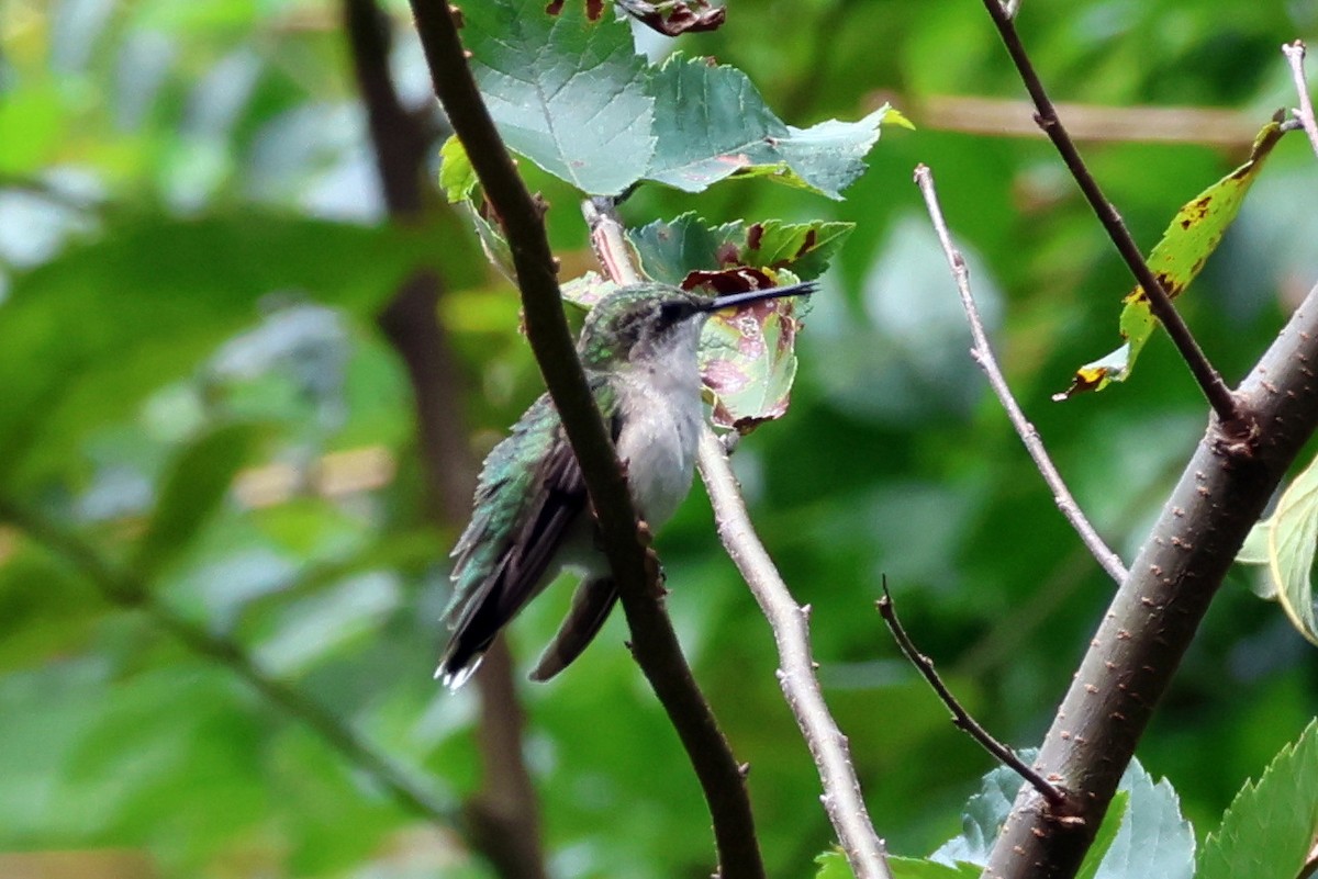 Ruby-throated Hummingbird - ML622744580