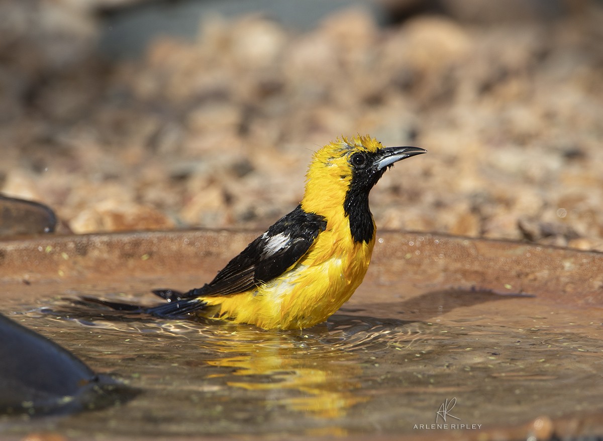 Hooded Oriole - ML622744584