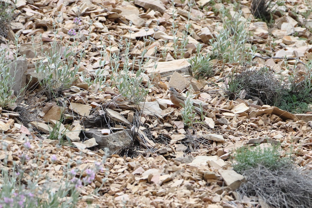 Gray-necked Bunting - ML622744621