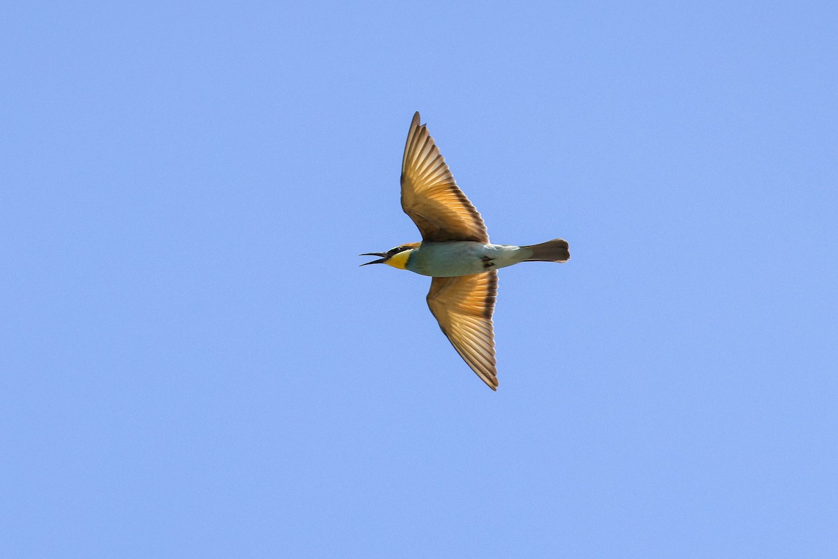 European Bee-eater - ML622744623