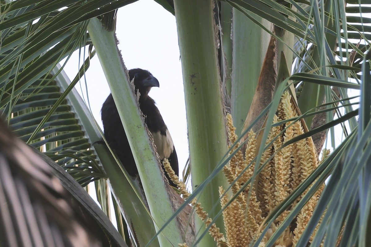 Goliath Coucal - ML622744653