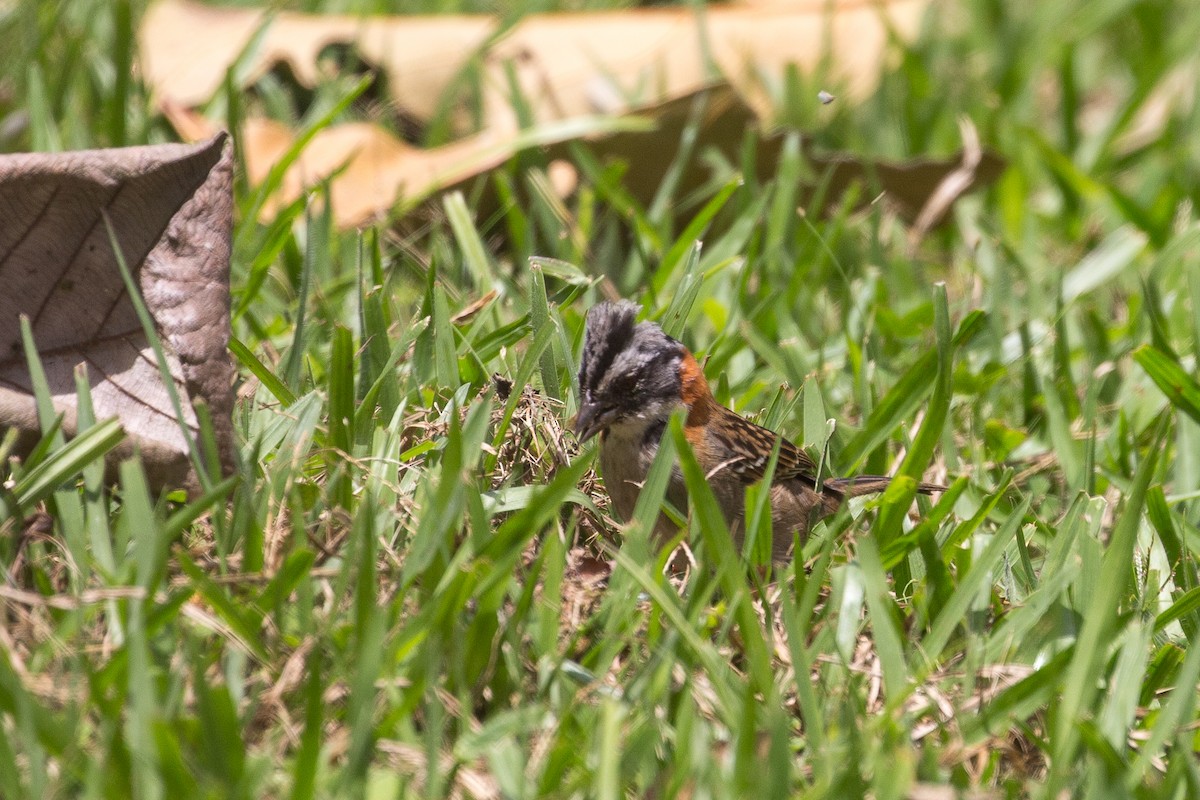 Rufous-collared Sparrow - ML622744725