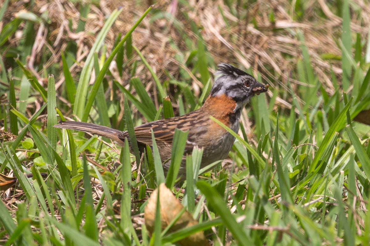 Rufous-collared Sparrow - ML622744727