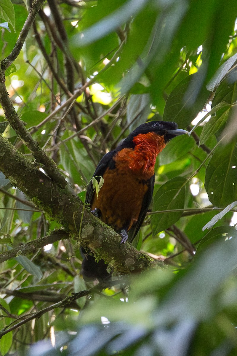 Red-ruffed Fruitcrow - ML622744735