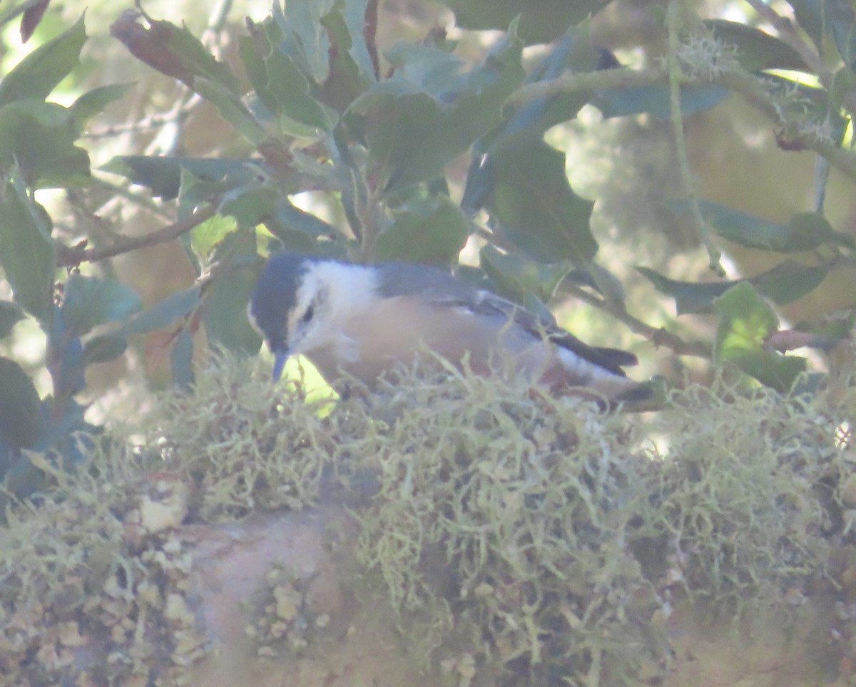 White-breasted Nuthatch - ML622744766