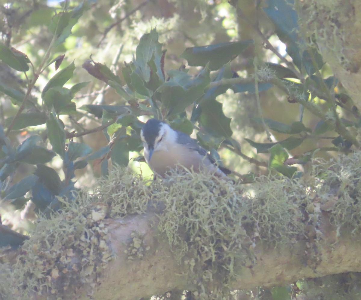 White-breasted Nuthatch - ML622744767