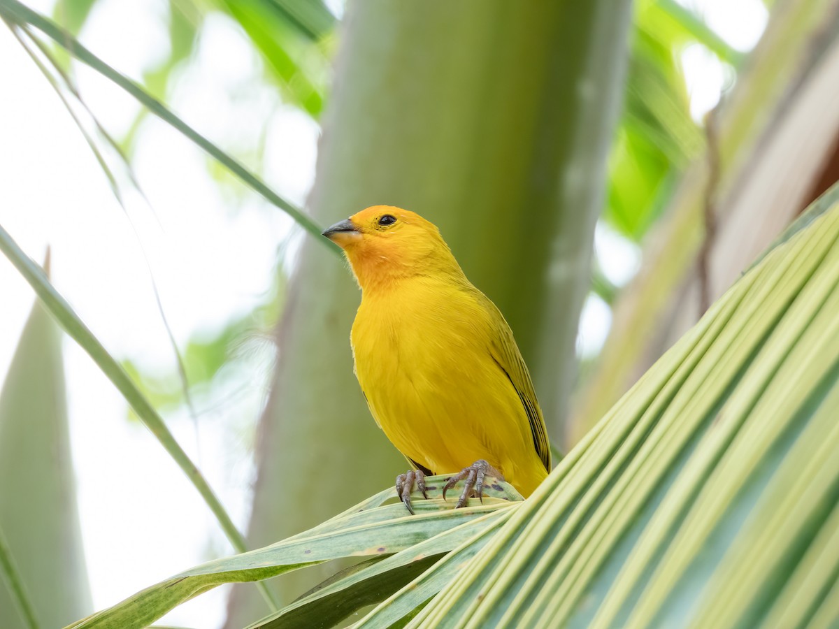 Saffron Finch - ML622744797